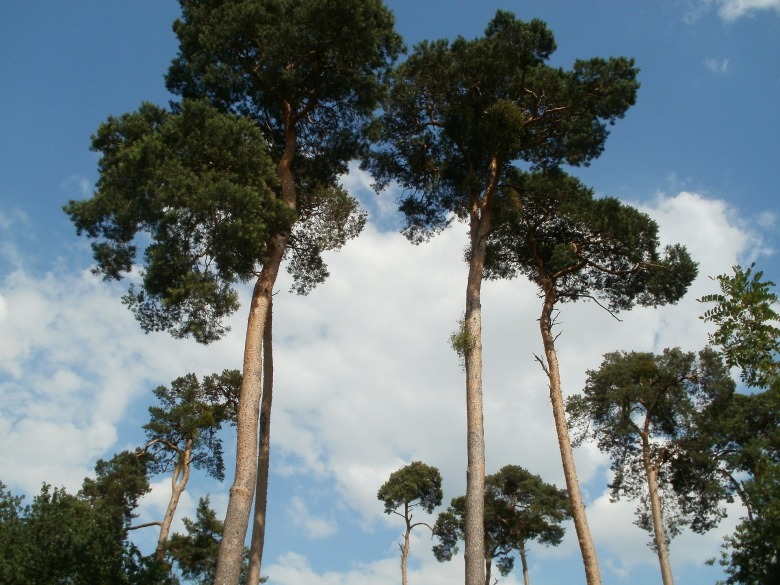 pine-trees-837663_1920
